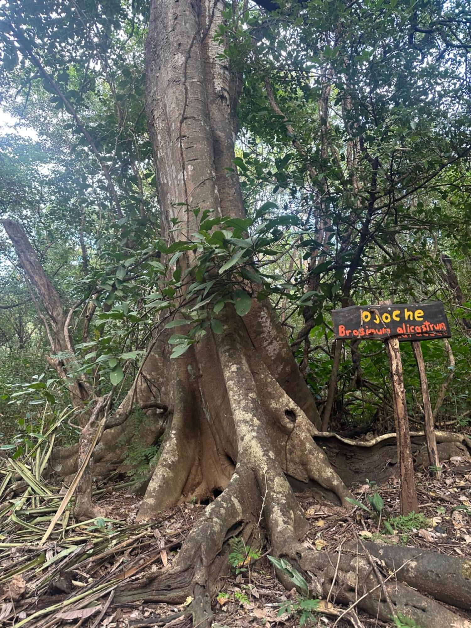 Finca Avellanas Lorena Екстериор снимка
